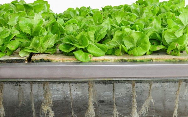 aeroponics soilless by Yes Painter