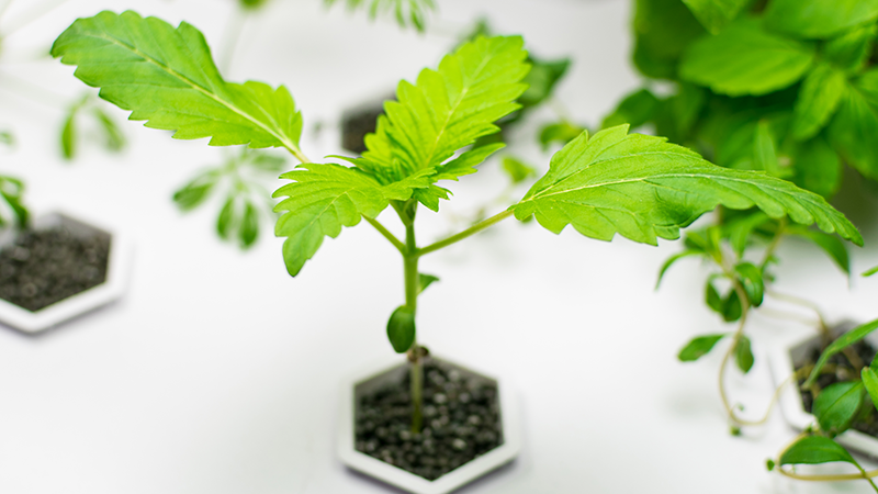 hydroponic plant by Yes Painter