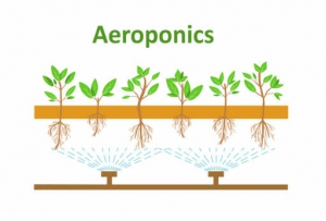 aeroponics by Yes Painter